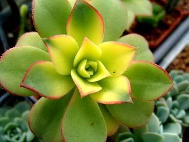 AeoniumHaworthiiVariegata