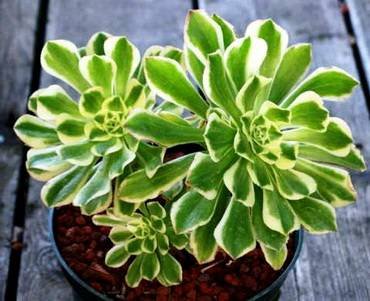 AeoniumLuteoVariegatum