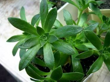 AeoniumSpathulatum