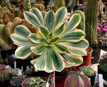 AeoniumTricolor
