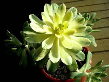 AeoniumVariegata