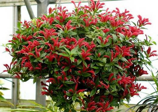 AeschynanthusBigApple