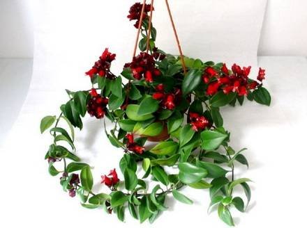 AeschynanthusLobbianus