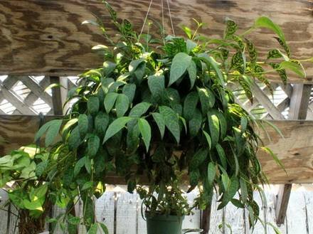 AeschynanthusLongicaulis