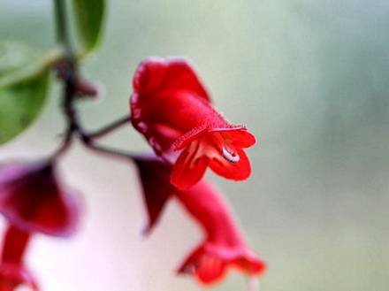 AeschynanthusObconicus