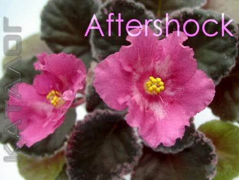 Aftershock1