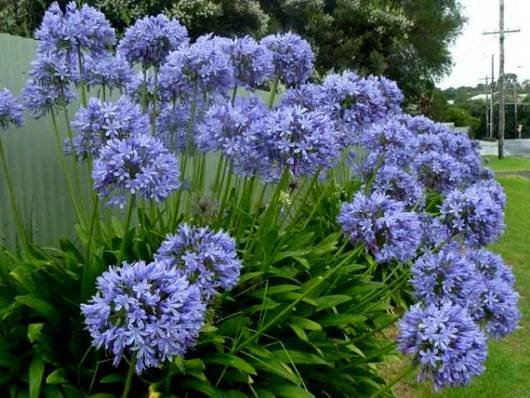 Agapanthus11