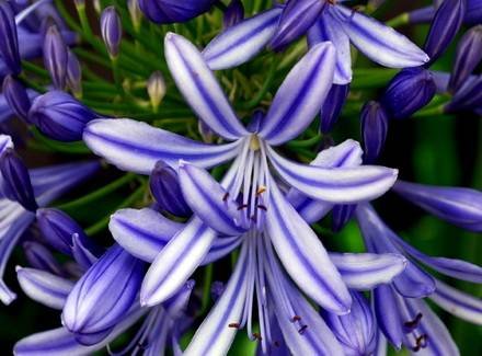 Agapanthus2
