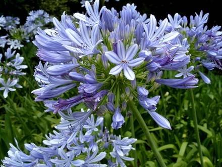 Agapanthus3