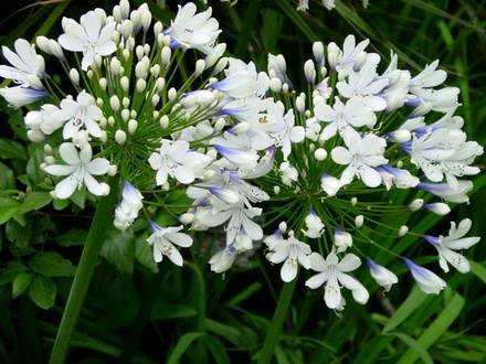 Agapanthus4