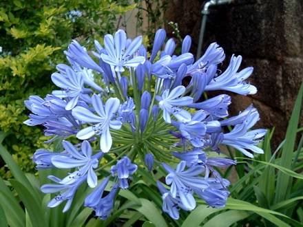 Agapanthus5