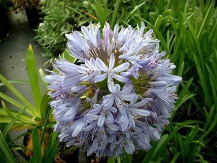 Agapanthus6