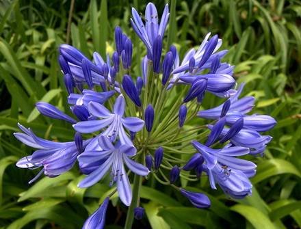Agapanthus7