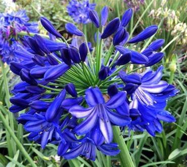 AgapanthusBlueBall