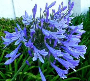 AgapanthusBlueGiant