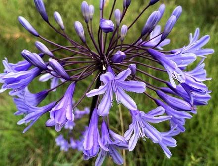 AgapanthusCampanulatus