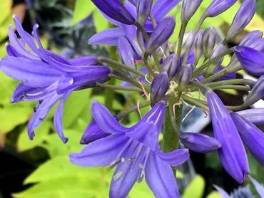 AgapanthusCobaltBlue