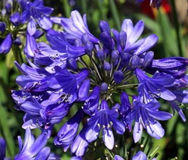 AgapanthusEverSapphire