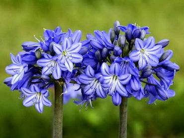 AgapanthusGalaxyBlue