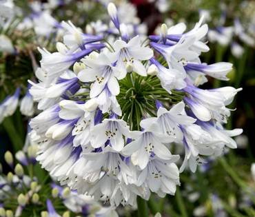 AgapanthusIndigoFrost