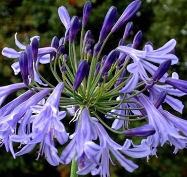 AgapanthusJack'sBlue