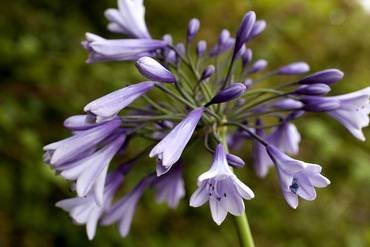 AgapanthusLiamsLilac