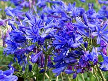 AgapanthusLittleBlue