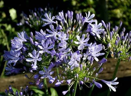 AgapanthusOrientalis