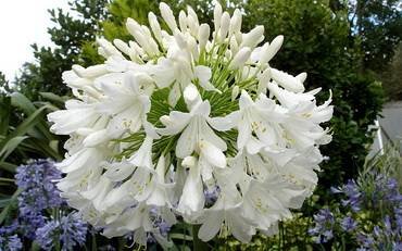 AgapanthusPeterFranklin