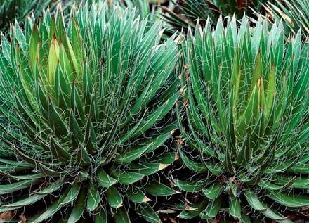 Agave1
