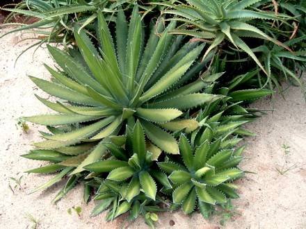 AgaveFunkiana