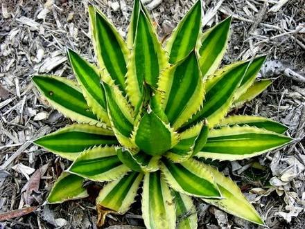 AgaveQuadricolor