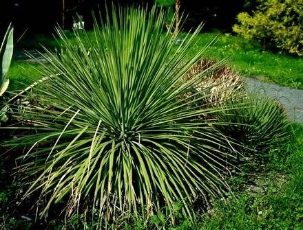 AgaveStricta1