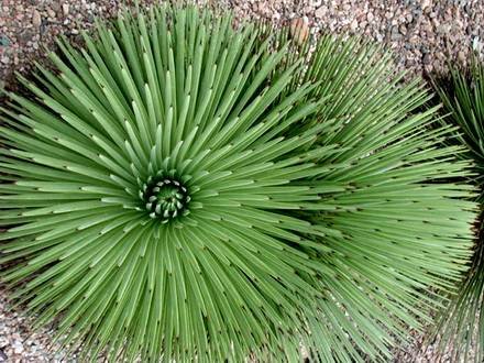AgaveStricta2