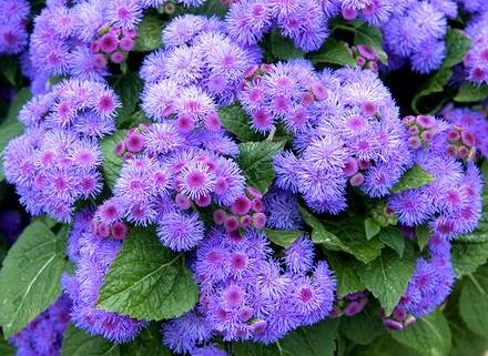 Ageratum1