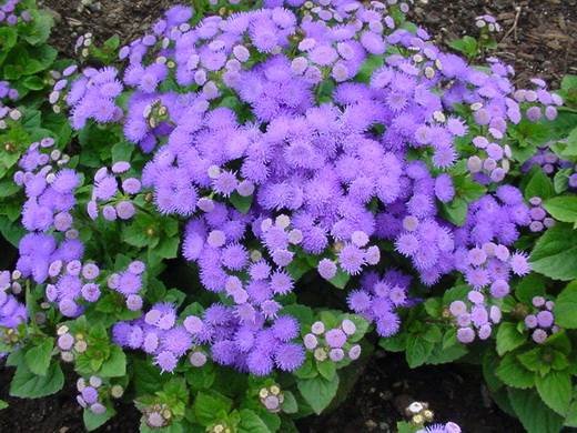 Ageratum10