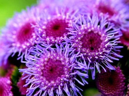 Ageratum2