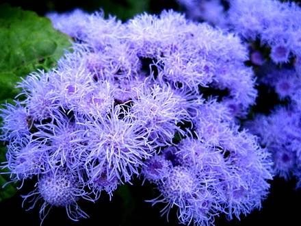 Ageratum3