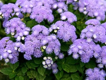 Ageratum33