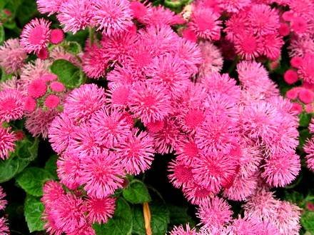 Ageratum4