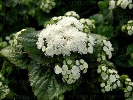 Ageratum5