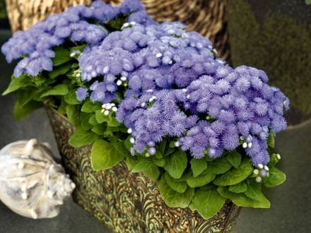 Ageratum6