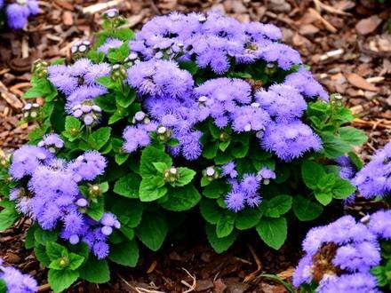 Ageratum7