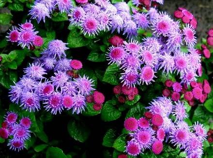 Ageratum8