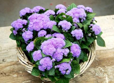 Ageratum9