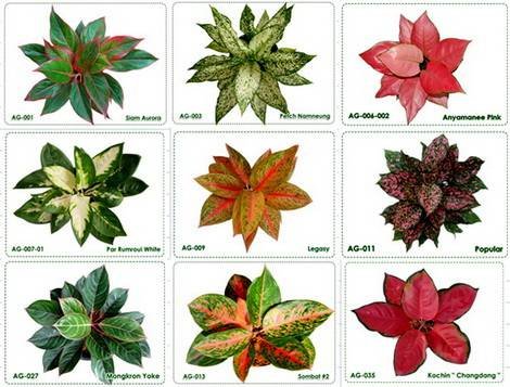Aglaonema11