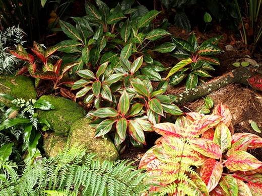 Aglaonema12