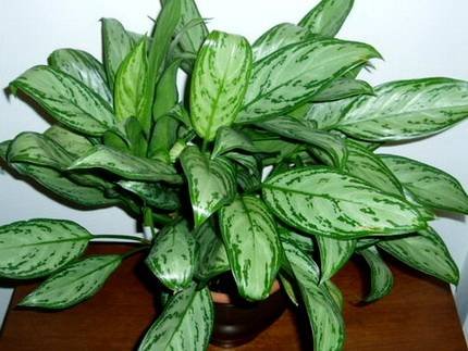 AglaonemaCrispum