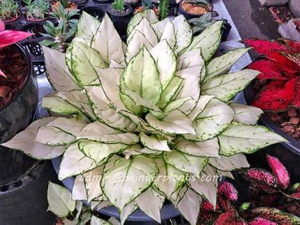 AglaonemaSuperWhite