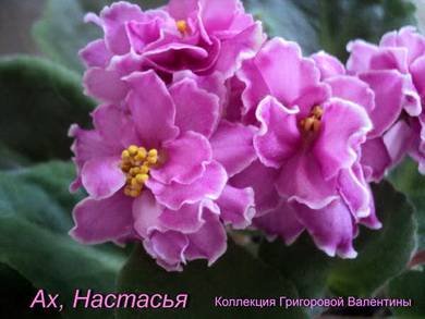 АхНастасья5